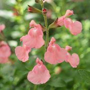 Salvia Salmon Dance